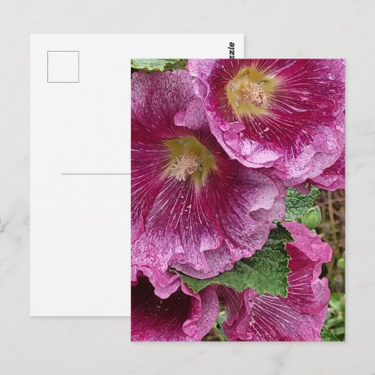 Roze hollyhock briefkaart (Voorkant / Achterkant)