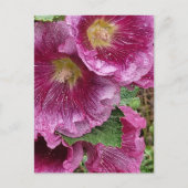 Roze hollyhock briefkaart (Voorkant)