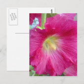 Roze Hollyhock Flower Briefkaart (Voorkant / Achterkant)