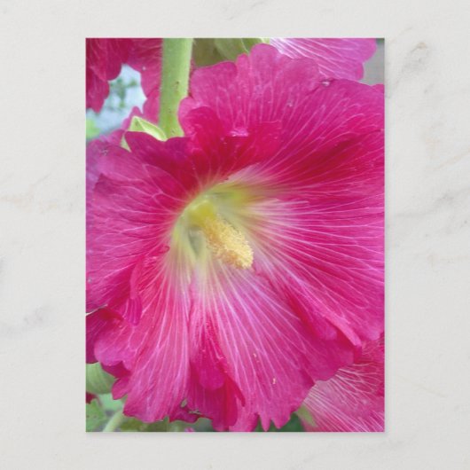 Roze Hollyhock Flower Briefkaart (Voorkant)