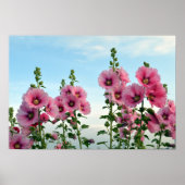 Roze Hollyhock Flowers Poster (Voorkant)