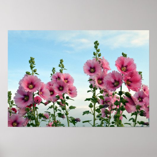 Roze Hollyhock Flowers Poster (Voorkant)