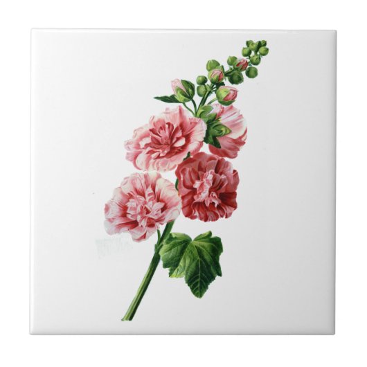 Roze Hollyhock getekend uit de Natuur Tegeltje (Voorkant)