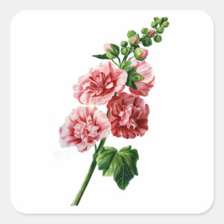 Roze Hollyhock getekend uit de Natuur Vierkante Sticker