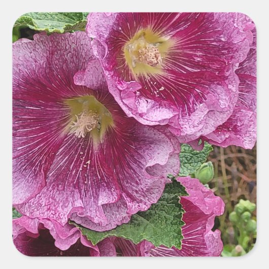 Roze hollyhock vierkante sticker (Voorkant)