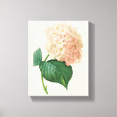 Roze Hortensia Bloem door Redoute Canvas Afdruk (Voorkant)