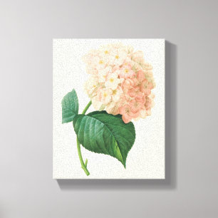 Roze Hortensia Bloem door Redoute Canvas Afdruk