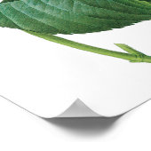 Roze Hortensia Bloem door Redoute Poster (Hoek)