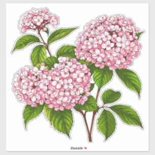 Roze Hortensia Bloemen in Volle Bloei Sticker
