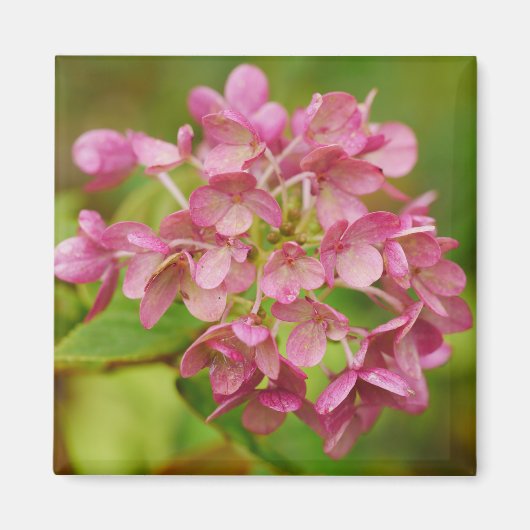 Roze hortensia magneet (Voorkant)