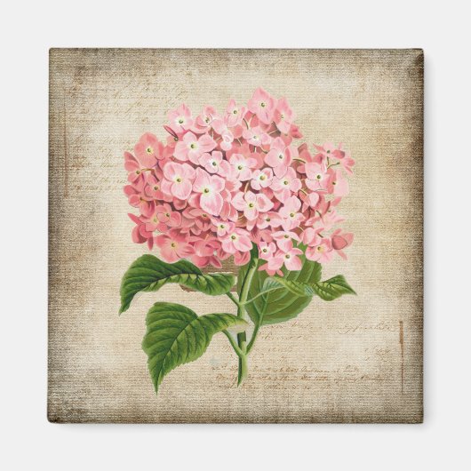 Roze Hortensia Magneet (Voorkant)