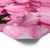Roze Hortensia Poster (Hoek)