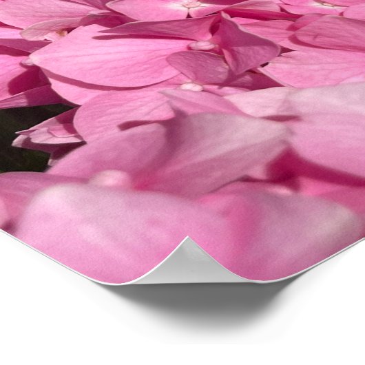 Roze Hortensia Poster (Hoek)