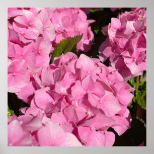 Roze Hortensia Poster
