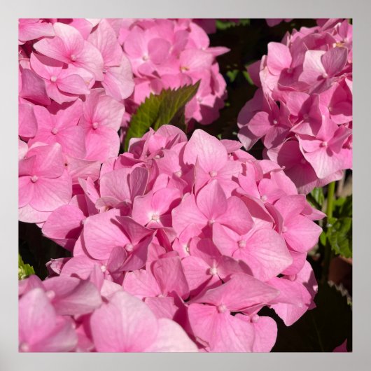 Roze Hortensia Poster (Voorkant)