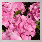 Roze Hortensia Poster (Voorkant)
