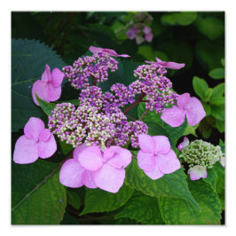 Roze hortensia van 12 x 12 inch foto afdruk