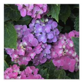 Roze hortensia van 12 x 12 inch foto afdruk