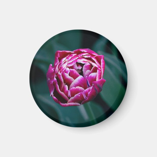 Roze humeurige tulp magneet (Voorkant)