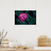 Roze humeurige tulp poster (Keuken)