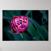 Roze humeurige tulp poster (Voorkant)