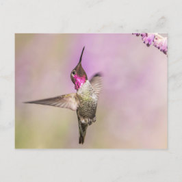 Roze Hummingbird Posing in Flight Briefkaart