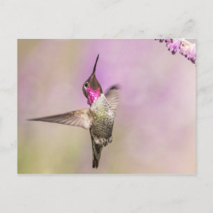Roze Hummingbird Posing in Flight Briefkaart
