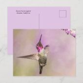 Roze Hummingbird Posing in Flight Briefkaart (Voorkant / Achterkant)
