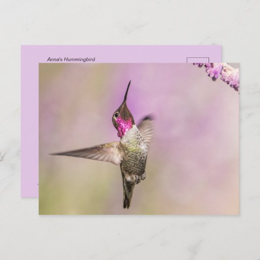 Roze Hummingbird Posing in Flight Briefkaart (Voorkant / Achterkant)
