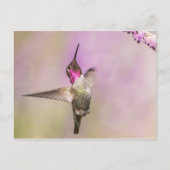 Roze Hummingbird Posing in Flight Briefkaart (Voorkant)