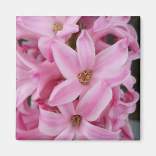 roze hyacineuze bloem magneet