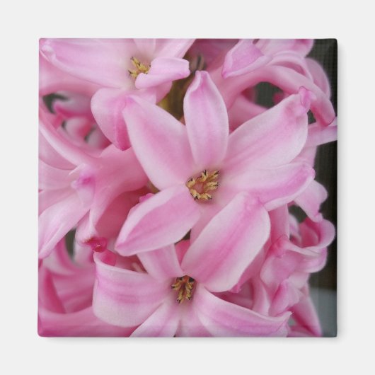 roze hyacineuze bloem magneet (Voorkant)