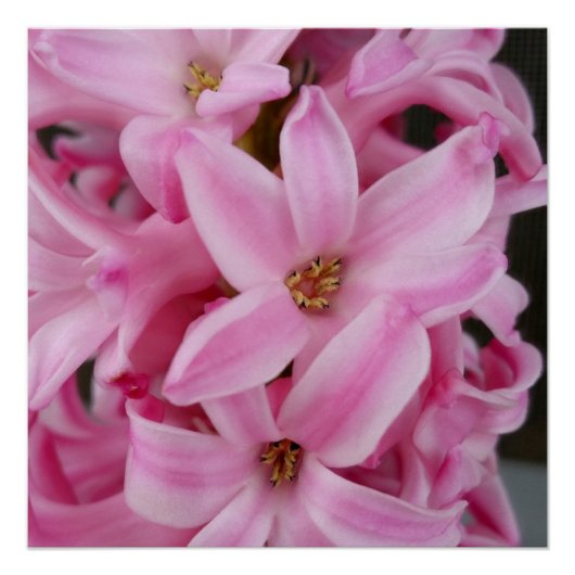 roze hyacineuze bloem poster (Voorkant)