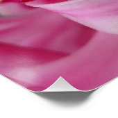 roze hyacineuze bloem poster (Hoek)