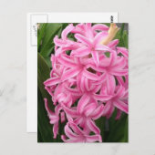  Roze Hyacint Bloemen Briefkaarten (Voorkant / Achterkant)