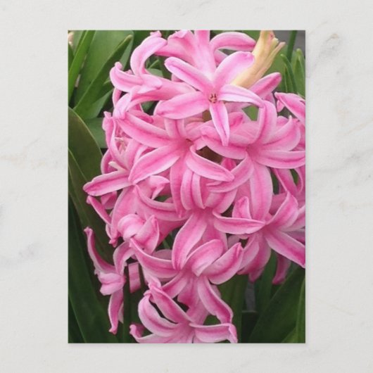  Roze Hyacint Bloemen Briefkaarten (Voorkant)