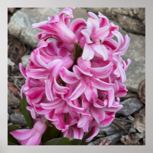 Roze Hyacint Bloemen Foto Poster (Voorkant)