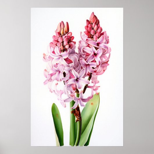 Roze Hyacint Bloemenkunst Print Poster (Voorkant)