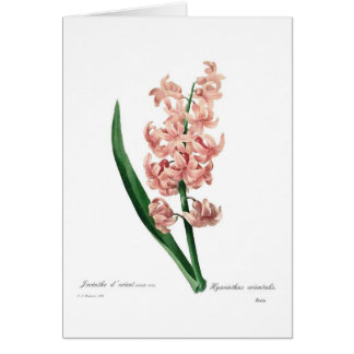 Roze hyacinth