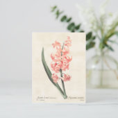 Roze hyacinth  Botanische illustratie Briefkaart (Staand voorkant)