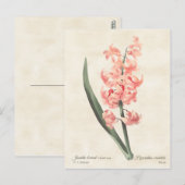 Roze hyacinth  Botanische illustratie Briefkaart (Voorkant / Achterkant)