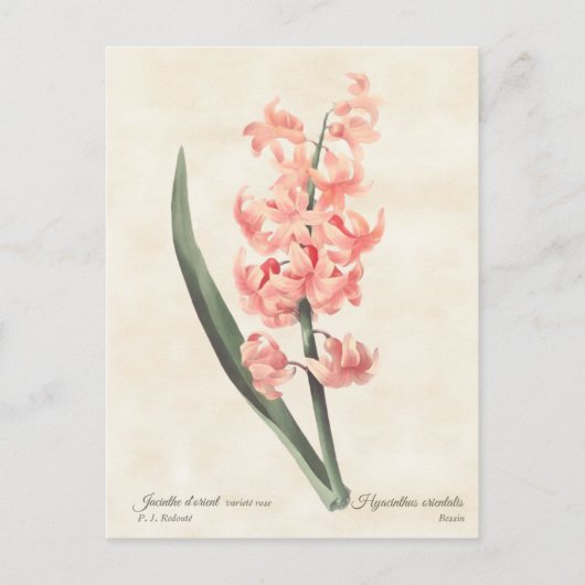 Roze hyacinth  Botanische illustratie Briefkaart (Voorkant)