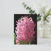 Roze hyacinth-ventilator briefkaart (Staand voorkant)