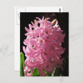 Roze hyacinth-ventilator briefkaart (Voorkant / Achterkant)