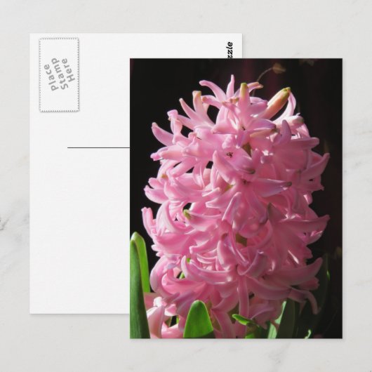 Roze hyacinth-ventilator briefkaart (Voorkant / Achterkant)