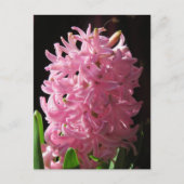 Roze hyacinth-ventilator briefkaart (Voorkant)