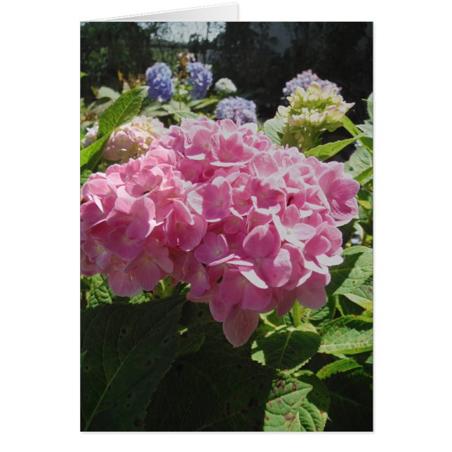 Roze hydrangea (Voorkant)
