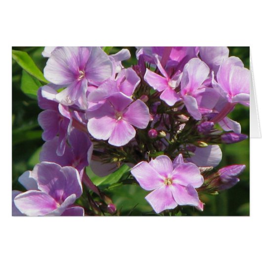 roze hydrangea (Voorkant Horizontaal)