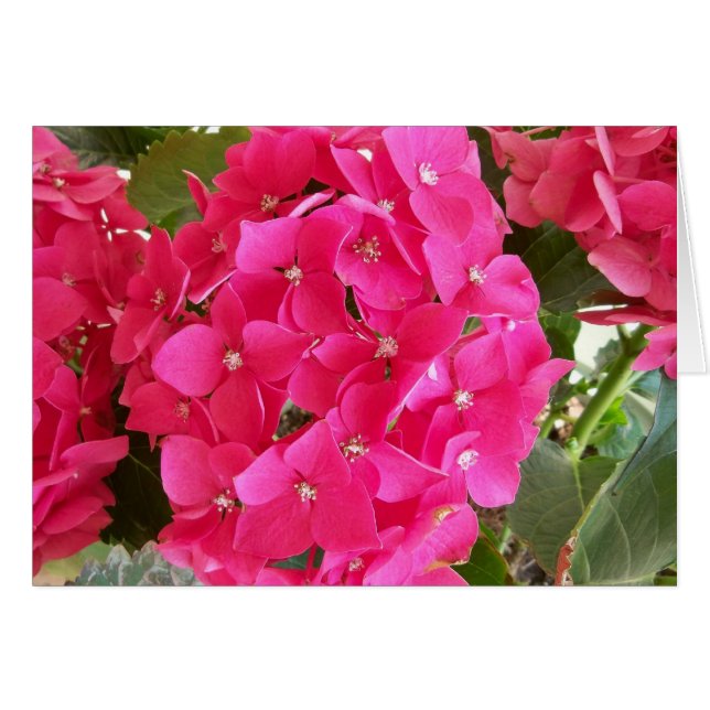Roze hydrangea (Voorkant Horizontaal)
