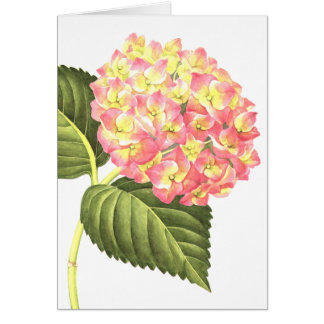 Roze hydrangea